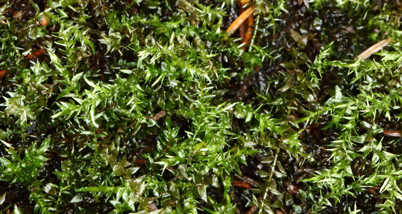 Calliergon cordifolium